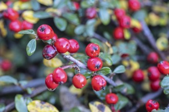 Cotoneaster (Cotoneaster horizontalis), fruits, Emsland, Lower Saxony, Germany