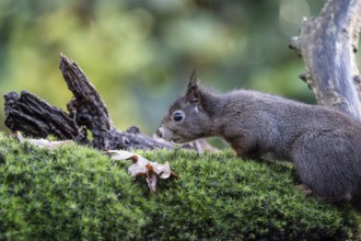 Squirrel (Sciurus vulgaris), Emsland, Lower Saxony, Germany