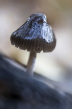 Helmling (Mycena), Emsland, Lower Saxony, Germany