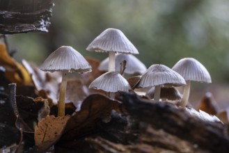Helmlinge (Mycena), Emsland, Lower Saxony, Germany