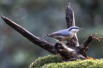 Nuthatch (Sitta europaea), Emsland, Lower Saxony, Germany