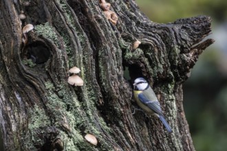 Blue tit (Parus caerulea), Emsland, Lower Saxony, Germany