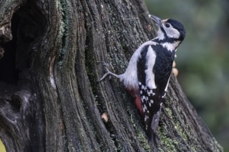 Great Spotted Woodpecker (Dendrocopos major), Emsland, Lower Saxony, Germany