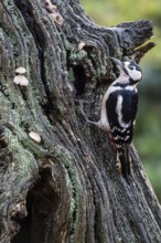 Great Spotted Woodpecker (Dendrocopos major), Emsland, Lower Saxony, Germany