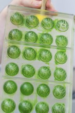Green chocolate mold with the text 'Merry Christmas' in a chocolate workshop, Weihnachtsbacken,