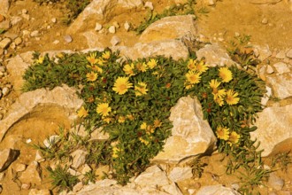Yellow midday flower (Delosperma nubigenum), natural landscape, nature reserve, on Cap d'Or,