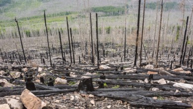 Burnt forest, lying and standing charred trees and tree stumps, gloomy, barren, forest fire area on