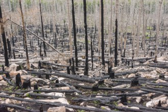 Burnt forest, lying and standing charred trees and tree stumps, gloomy, barren, forest fire area on