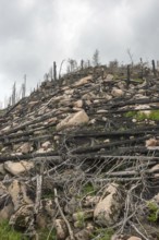 Burnt forest, lying and standing charred trees and tree stumps, gloomy, barren, new greenery,