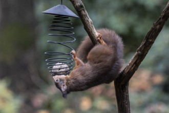 Squirrel (Sciurus vulgaris) on tit knödel, Emsland, Lower Saxony, Germany