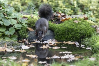 Squirrel (Sciurus vulgaris) drinking, Emsland, Lower Saxony, Germany