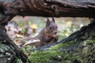 Squirrel (Sciurus vulgaris), Emsland, Lower Saxony, Germany