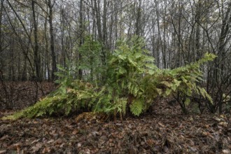 Royal Fern (Osmunda regalis), Emsland, Lower Saxony, Germany