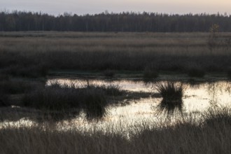 Moorland landscape at sunset, Emsland, Lower Saxony, Germany
