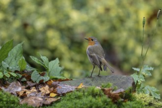 Robin (Erithacus rubecula), Emsland, Lower Saxony, Germany