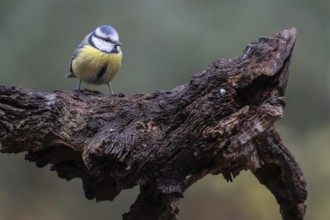 Blue tit (Parus caerulea), Emsland, Lower Saxony, Germany