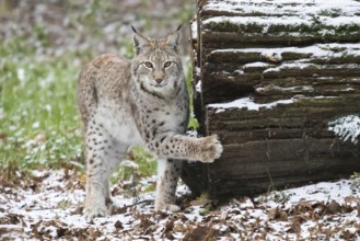 Eurasian lynx (Lynx lynx) next to a snow-covered tree trunk in a wintery forest, Hesse, Germany