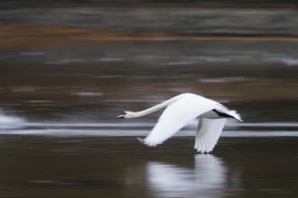 A cusp swan (Cygnus olor) flies across the water with elegant spread wings, Hesse, Germany