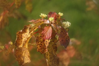 Blood-red dogwood (Cornus sanguinea), branch with buds, alienation, North Rhine-Westphalia, Germany