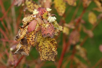 Blood-red dogwood (Cornus sanguinea), branches with buds, North Rhine-Westphalia, Germany