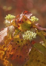 Blood-red dogwood (Cornus sanguinea), branch with buds, alienation, North Rhine-Westphalia, Germany