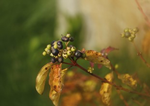 Blood-red dogwood or red dogwood (Cornus sanguinea), branch with berries in autumn, alienation,