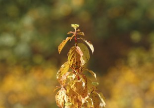 Blood-red dogwood (Cornus sanguinea), branch with buds, North Rhine-Westphalia, Germany