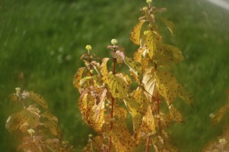 Blood-red dogwood (Cornus sanguinea), branches with buds, alienation, North Rhine-Westphalia,