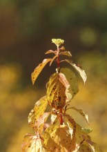 Blood-red dogwood (Cornus sanguinea), branch with buds, North Rhine-Westphalia, Germany