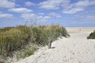 Dune landscape near Sankt Peter-Ording, North Sea, Schleswig-Holstein, Germany