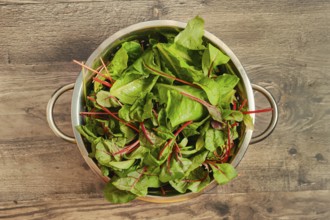 A metal colander filled with green freshly harvested leafy salad sits atop a rustic wooden table.
