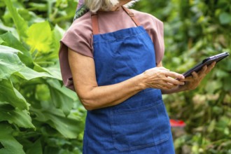 Senior woman farmer wearing an apron, researching new agriculture technologies on a tablet,