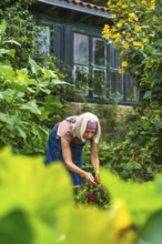 Mature woman with gray hair cultivating vibrant red flowers in a lush green garden, demonstrating a