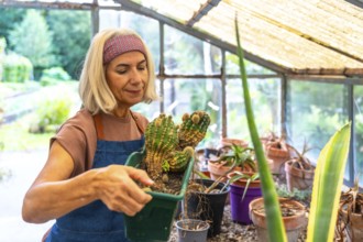 Senior woman carefully potting a large cactus plant inside a sunny greenhouse, enjoying her