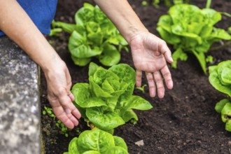 Woman's hands gently nurturing vibrant green lettuce plants thriving in dark fertile soil,
