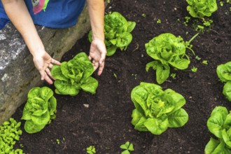 Person hands are carefully tending to rows of vibrant green lettuce plants growing in rich, dark