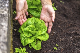 Gardener's hands carefully tending a vibrant green lettuce plant rooted in dark, rich garden soil,