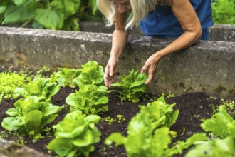 Woman with blonde hair tending a raised garden bed, carefully harvesting fresh organic green