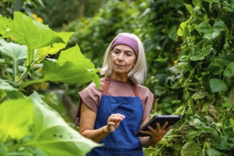 Senior woman wearing an apron examining plants in a lush organic garden, actively using a digital