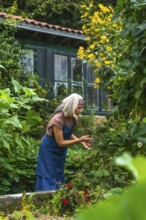Senior woman in apron and headscarf tending lush green plants in her backyard garden, carefully