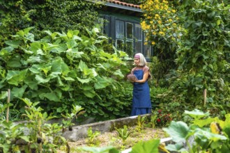 Senior woman in apron tending lush backyard vegetable beds, inspecting plants and jotting notes in