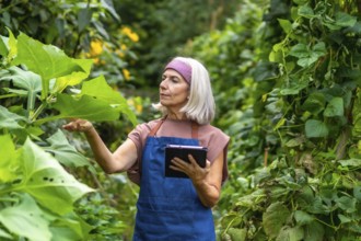 Senior woman farmer in apron inspecting organic plants in a garden, using a tablet to monitor
