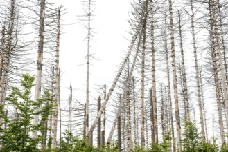 Dead trees and tree stumps in a barren forest, straight, bare, partly crooked, fallen, dead tree