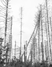 Black and white image, dead trees and tree stumps in a barren forest, straight, bare, partly