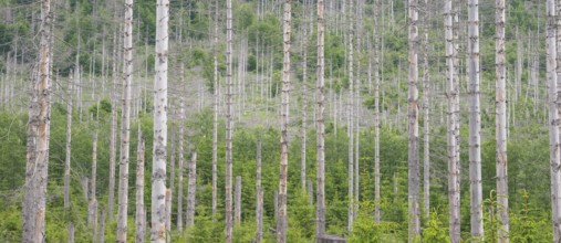 Dead trees, bare, straight trunks, tree trunks, common spruce (Picea abies) in light skies, forest,
