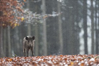 Wild boar defector, Daun, Rhineland-Palatinate, Germany
