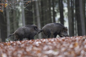 Strong wild boar boar with stream in rain, Daun, Rhineland-Palatinate, Germany