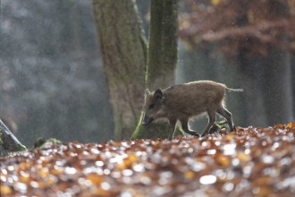 Wild boar newbie in the rain, Daun, Rhineland-Palatinate, Germany