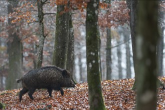 Strong boar in rain, Daun, Rhineland-Palatinate, Germany