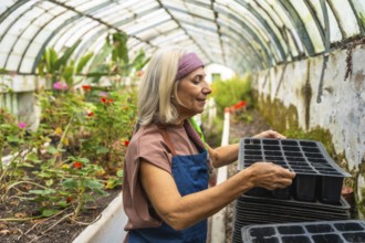 Senior woman smiling in a sunlit rustic greenhouse, carrying seedling trays while tending plants,